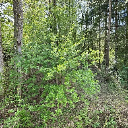 Design-apartment Am Wildbach Mit Bergblick & Direktem Zugang Zur